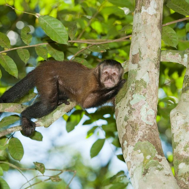 Macaco em Floresta no Oiapoque-AP