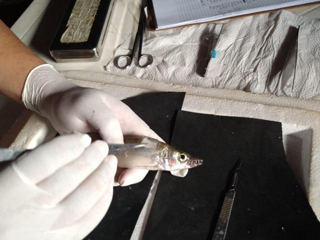 Estudo com medição de peixes