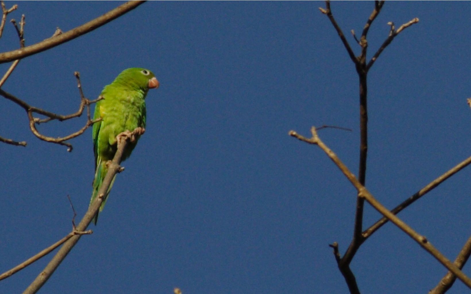 Parakeet in Brasilia