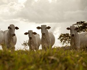 BANNACH, PA, 2012-04-12 - 28MM: Fazendas de agropecuaria na cidade de Bannach, no sul do Para. Gado. (Foto: Henrique Manreza/28mm)