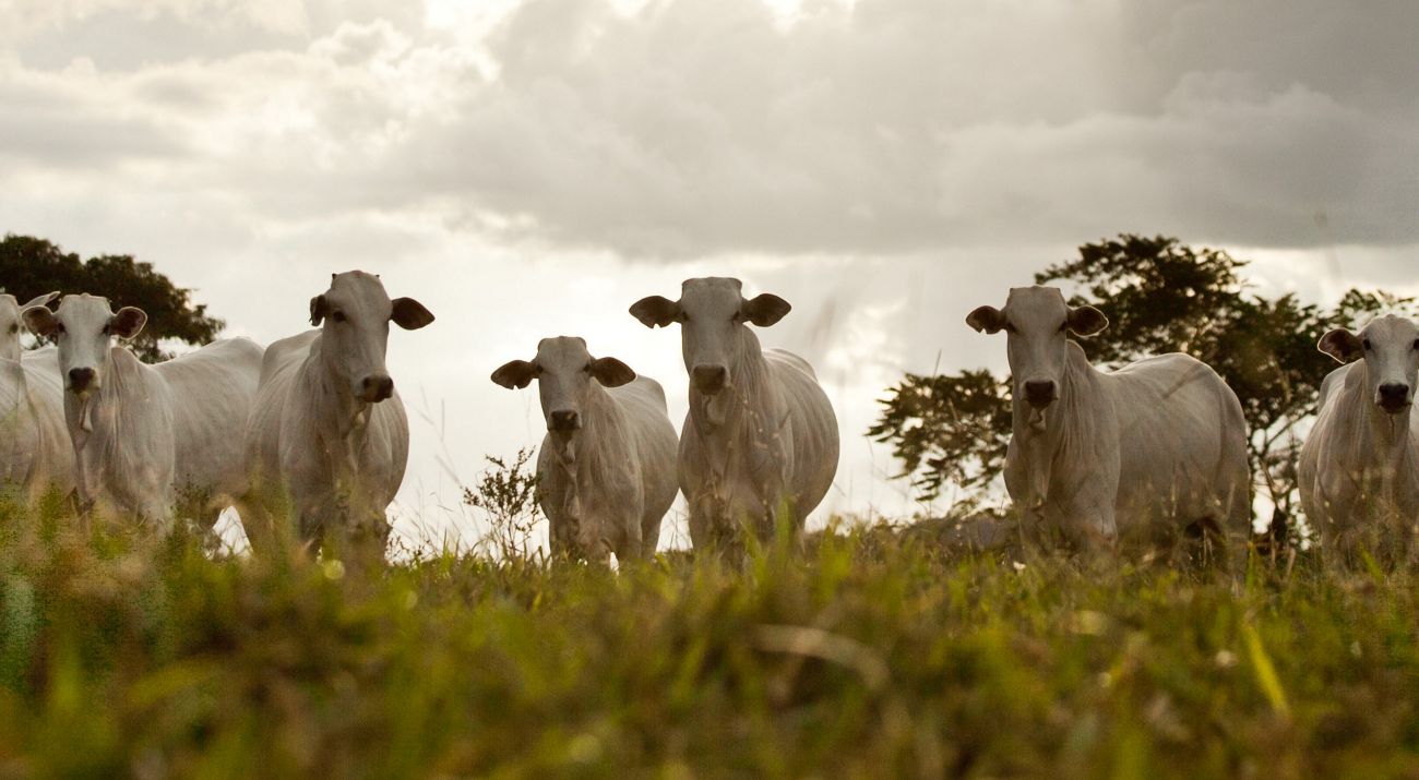 A imagem mostra bois brancos em pé, encarando a câmera com atenção sobre um campo gramado, com o céu nublado ao fundo.