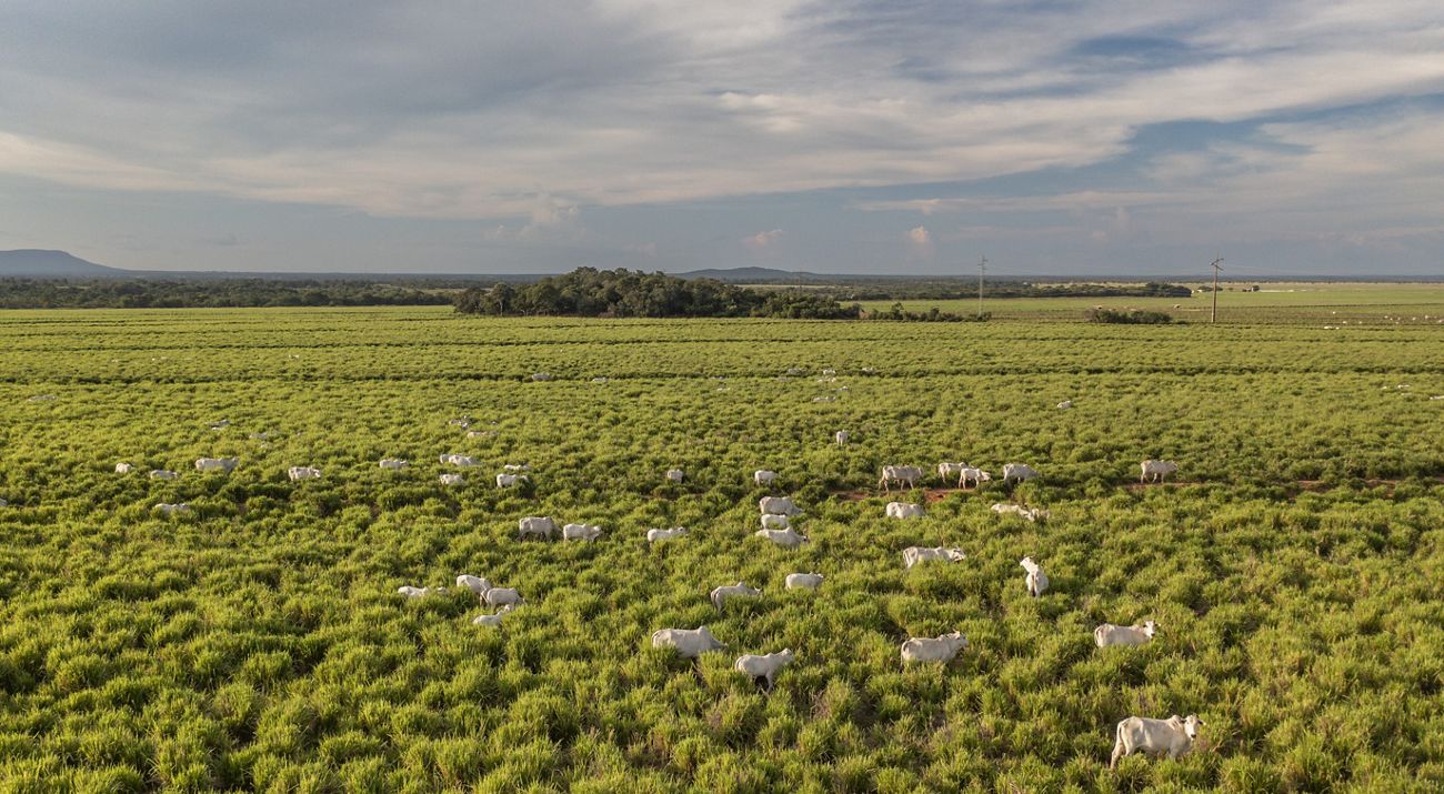 Imagem aérea de área de produção pecuária próxima a flroesta protegida.
