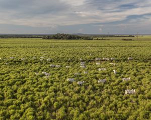 Vista aérea de área de produção pecuária no Cerrado.