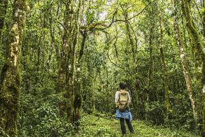 Área de floresta conservada