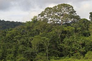 Floresta tropical densa com árvores de grande porte sob céu nublado, destacando a exuberância da vegetação amazônica.