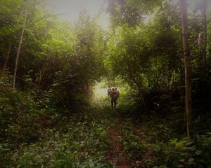 Indígenas caminhando na floresta.