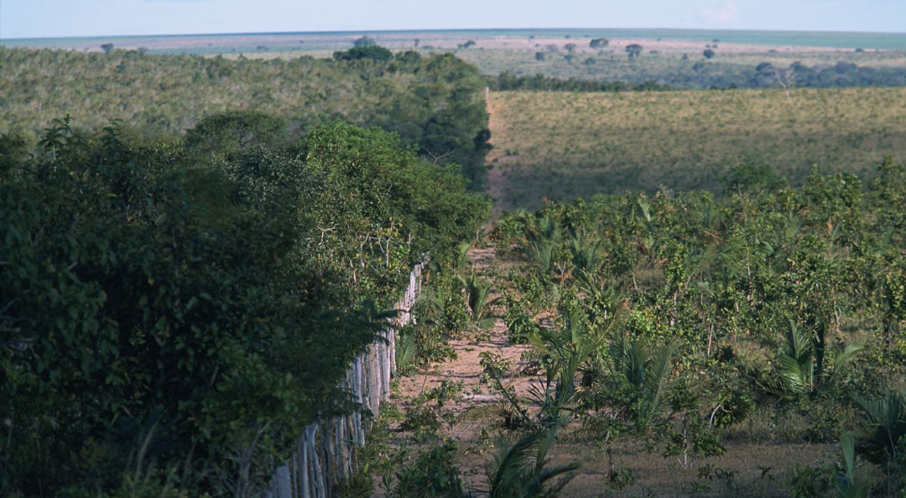 Cerrado Brasileiro