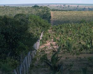 Produção  sustentável l no Cerrado