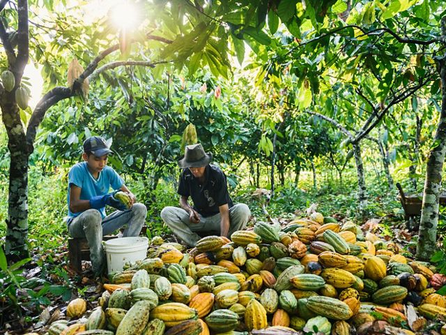 father and son process a pile of cacao seeds while sitting under the shade of a tree in Brazil