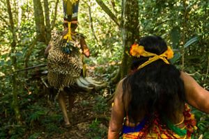 A imagem mostra duas pessoas de costas caminhando por uma floresta densa, usando trajes e adornos tradicionais indígenas, como um cocar de plumas e flores no cabelo.