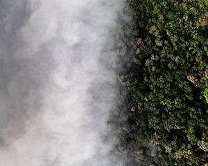 Entre o céu e a terra // Arvores na região da serra dos agudos. Região de Mata Atlântica.