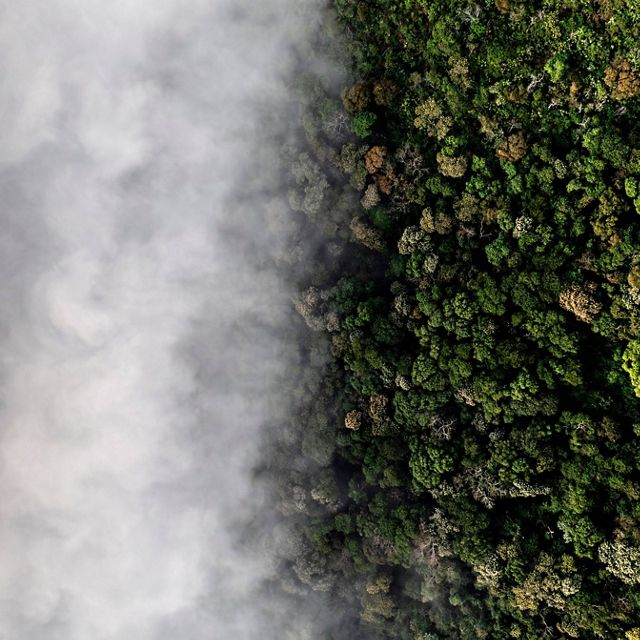Imagem de área de florestas coberta por nuvens.