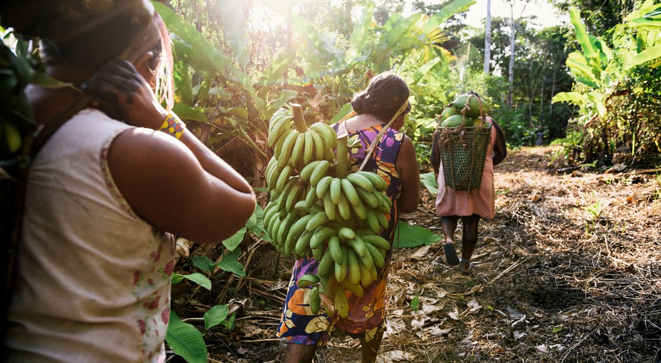 A imagem mostra três pessoas caminhando por uma floresta verde e densa, carregando cestos com bananas e outras frutas nas costas. A luz do sol atravessa as árvores, criando um ambiente iluminado.