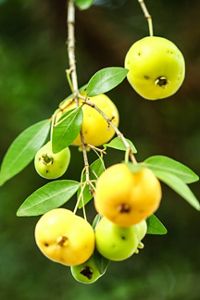 Frutos de uvaia amarelos e verdes pendem de galhos com folhas verdes, em diferentes estágios de maturação, em área de Mata Atlântica.