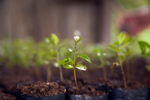 A imagem é um close-up focado em uma pequena muda de planta, com caule fino e folhas verdes, crescendo na terra. Ao fundo, outras mudas semelhantes aparecem desfocadas