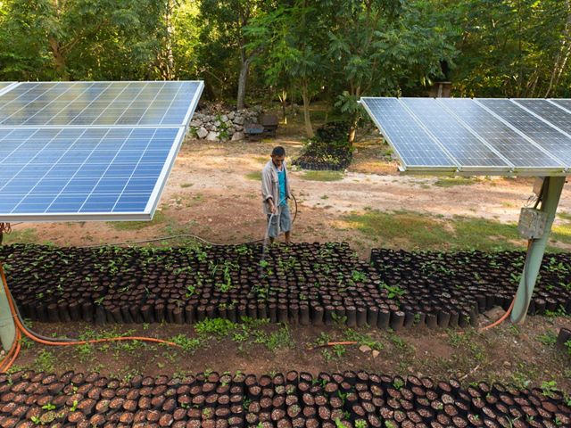 Elizar Samuel Gamara molhando mudas de plantas sob paineis solares que geram eletricidade para a bomba de água na Reserva Biocultural Kaxil Kiuic.
