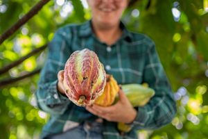 Produtora rural estende a mão segurando um cacau produzido em sua propriedade com integração de pecuária e agroflorestas no Pará.