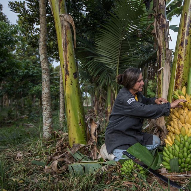 a woman crouches on the ground and looks at a bunch of bananas near a banana tree