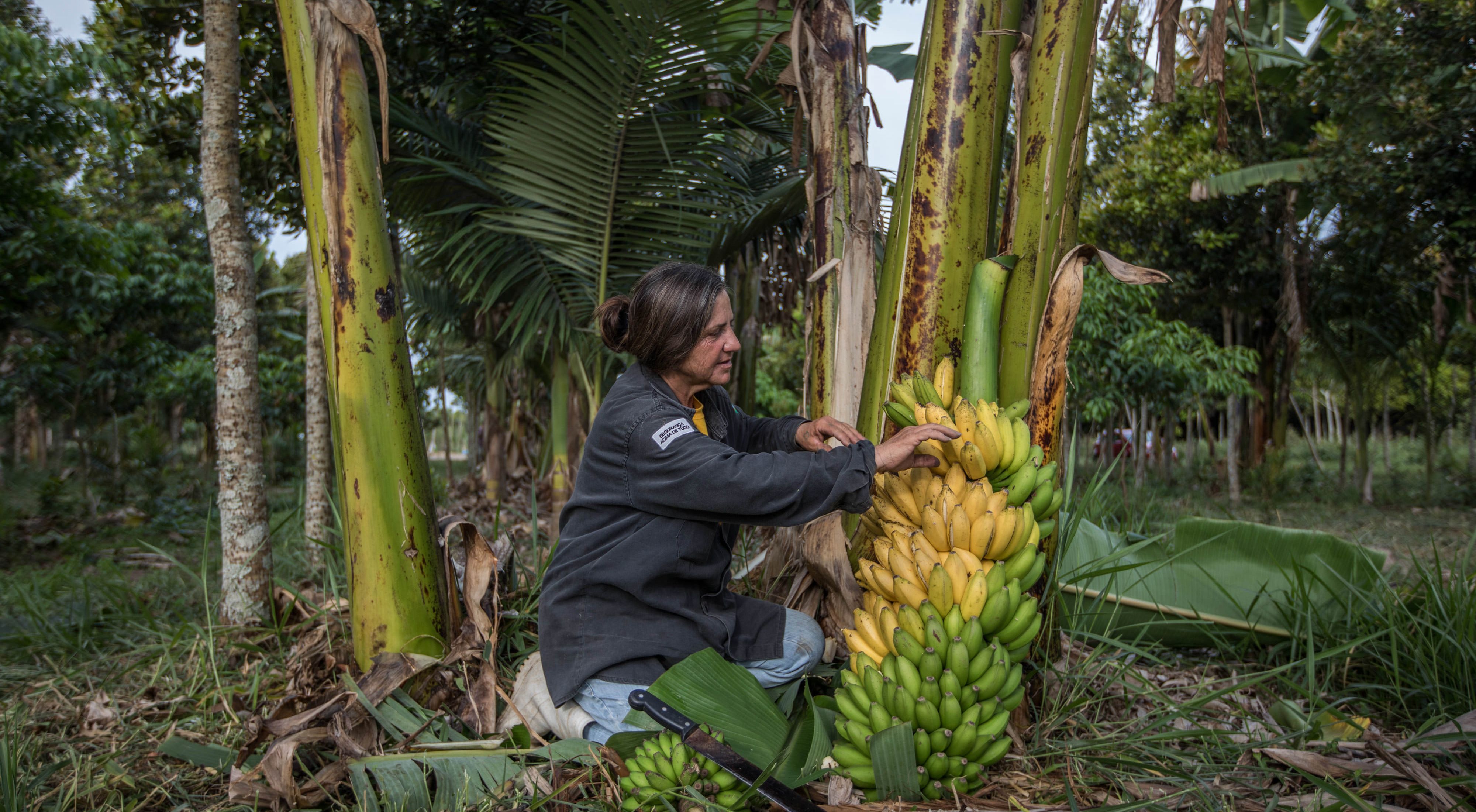 una mujer se agacha en el suelo y mira un racimo de plátanos cerca de un árbol de plátano