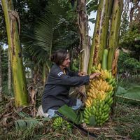 A woman crouches on the ground and looks at a bunch of bananas near a banana tree.