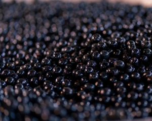 Bioeconomia, promove conservação e gera renda para comunidades amazônicas, preservando a floresta em pé.