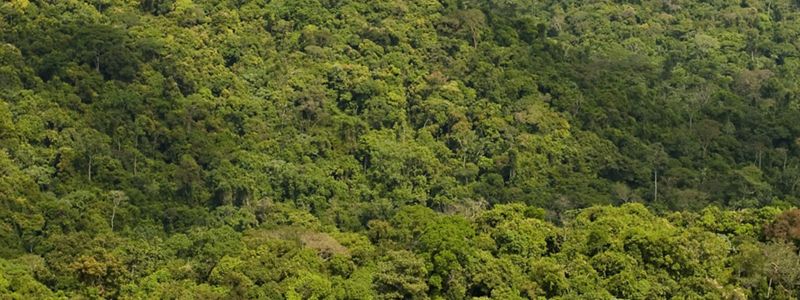 Bosque amazónico en Sao Felix do Xingu.