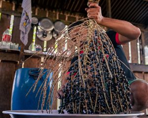 Indígenas extraindo açaí