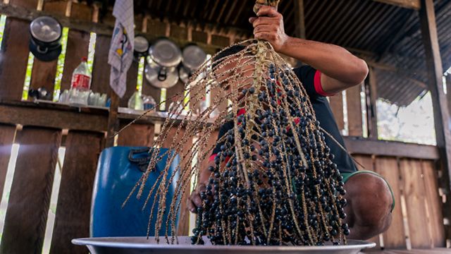 Homem no Brasil segura uma planta de açaí para processamento.