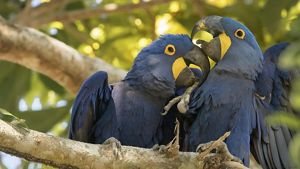 Araras azuis acasalando.