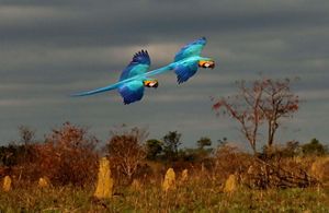 Vista aérea de região de florestas nativas na Amazônia.