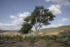 Uma árvore grande em meio a uma área recente de restauração com pequenas árvores.