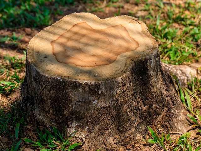 A derrubada de floresta para expandir áreas de produção é o maior desafio para proteção da natureza nos biomas brasileiros.