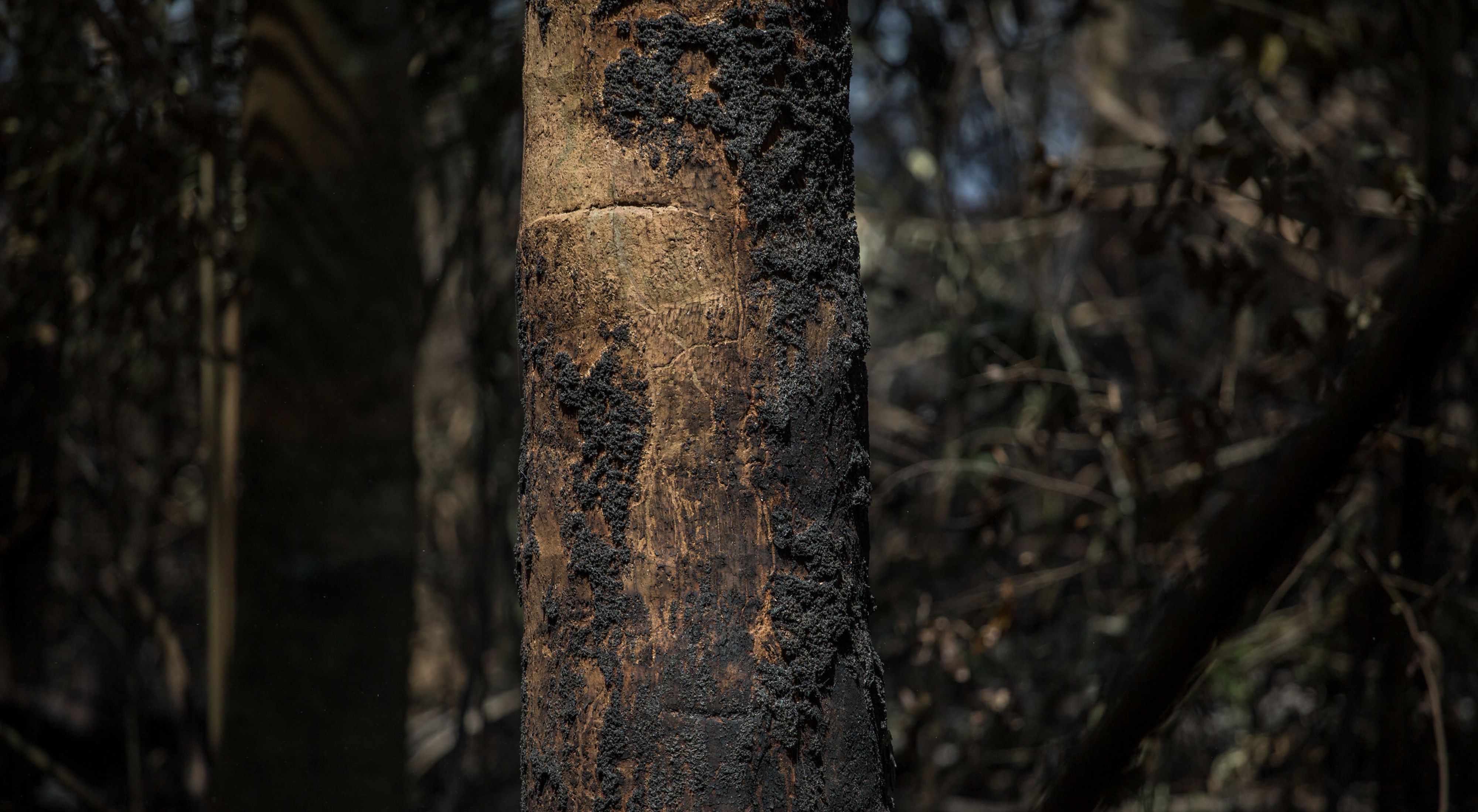 Árvore queimada após incêndio na região do Rio Tapajós, no Pará, no ano de 2017.