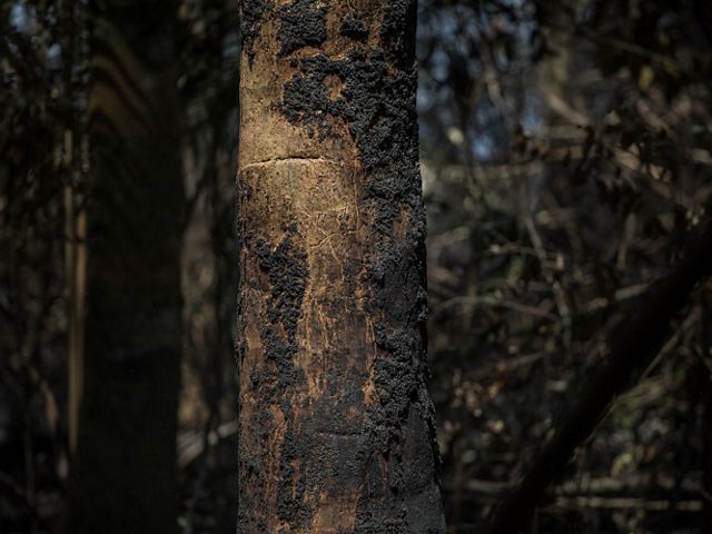 Árvore queimada após incêndio na região do Rio Tapajós, no Pará, no ano de 2017.