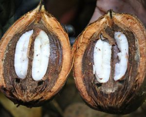Indigena segurando coco babaçu cortado ao meio.