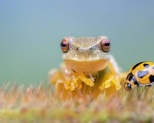 Frog on a leaf