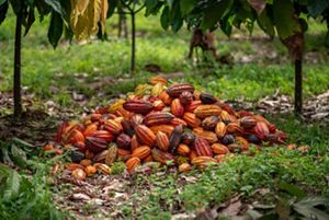 A bioeconomia só poderá se consolidar como um novo paradigma de desenvolvimento se gerar benefícios simultâneos para clima, natureza e pessoas.