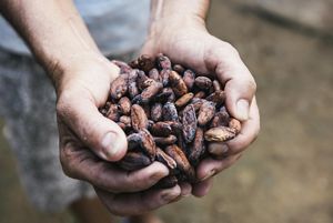 Cacao on a São Félix do Xingu ranch in the Brazilian Amazon, Brazil. The Nature Conservancy innovation is enabling compliance with Brazil’s progressive Forest Code, while increasing economic opportunity. We are working with indigenous peoples to integrate traditional knowledge with modern approaches to landscape planning in order to enable greater leadership in deciding how their traditional territories will be managed and to have a stronger voice in policy decisions.  