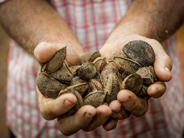 A farmer holds Brazilian nuts on his property in São Félix do Xingu, Brazilian Amazon.