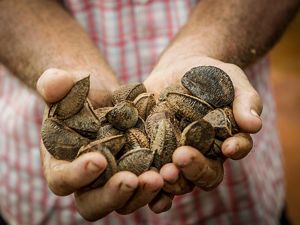 Chestnuts in a farmer's hands.