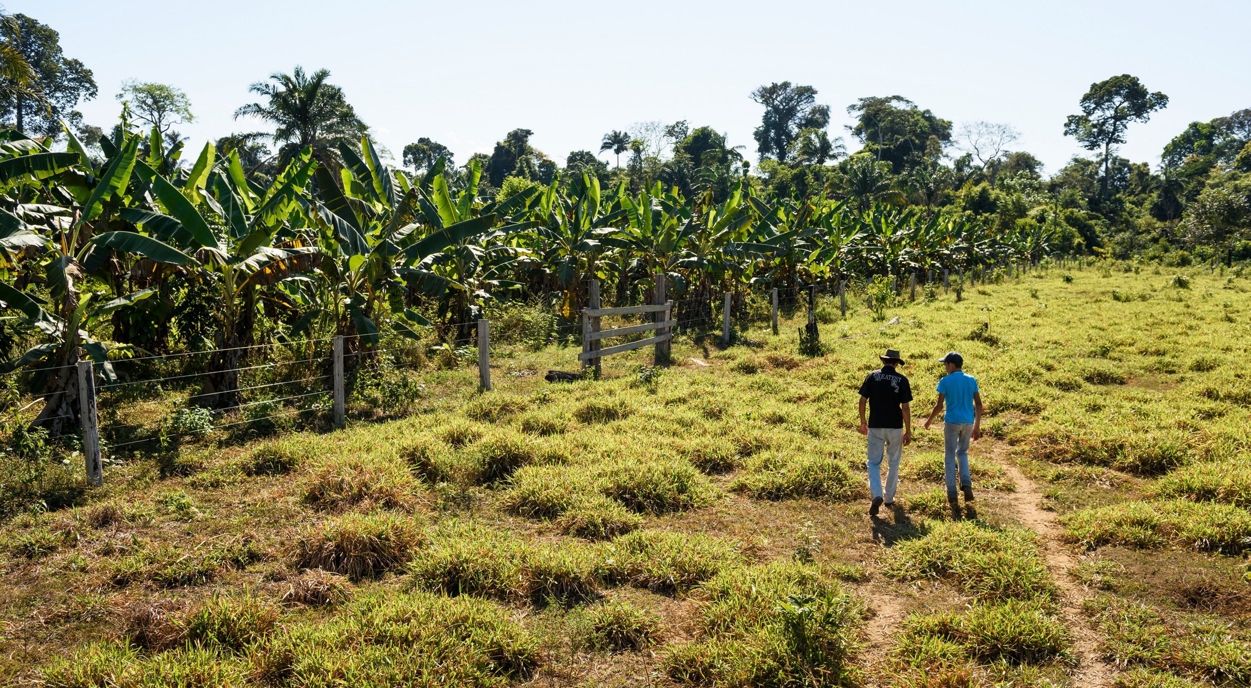 Deniston Dutra e seu filho andando pela propriedade da família com produção de cacau  em sistema agroflorestais.