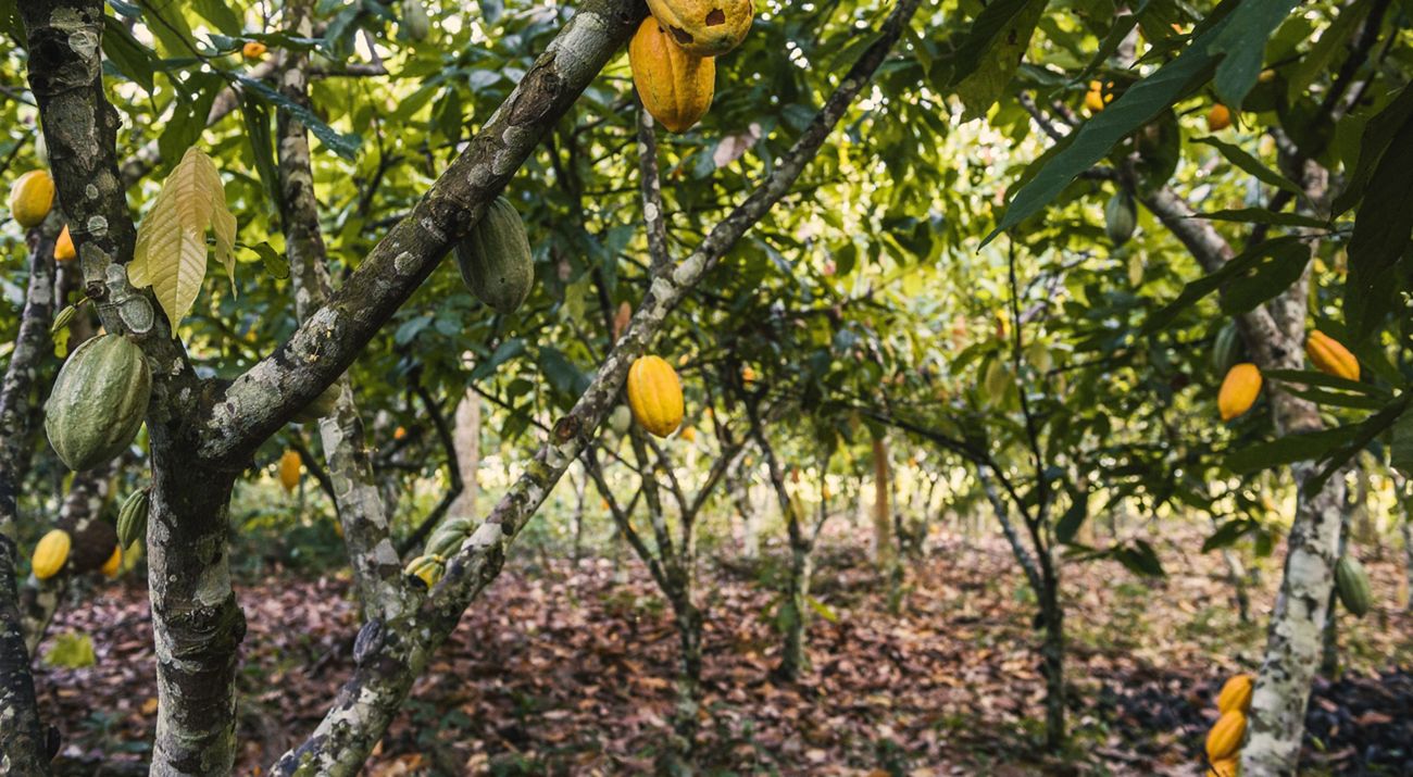 Plantação de Cacau em São Félix do Xingu