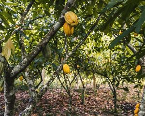 Há 10 anos restaurando áreas degradas junto a pequenos produtores do Pará