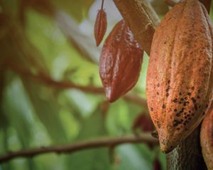 A TNC apoia produtores rurais no Pará.