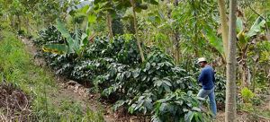 Homem de camisa azul e calça clara vistoria um cafezal em um sistema agroflorestal
