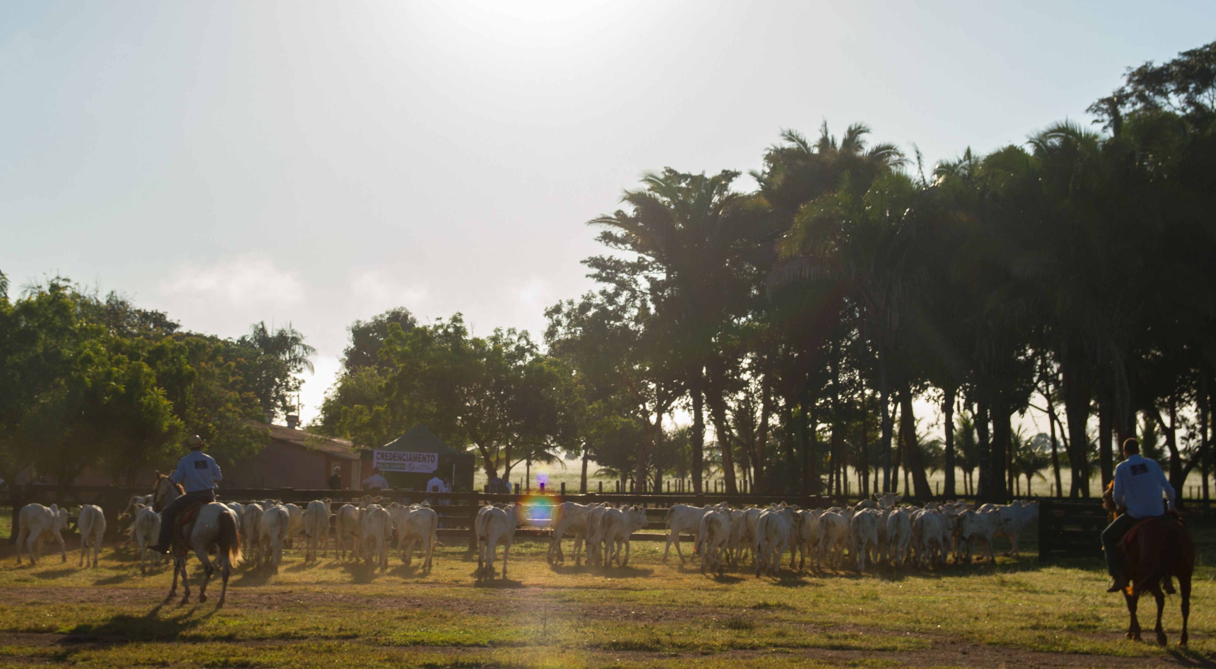 Peões manejando o gado na Fazenda Santa Célia, em Nova Xavantina-MT.