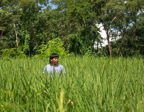 Indígena Xavante em área de plantio em Terra Indígena do Mato Grosso.