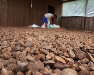 Indígena Xikrin trabalhando na seleção de castanha do Pará, em paiol na terra indígena Trincheira-Bacajá, no Pará.