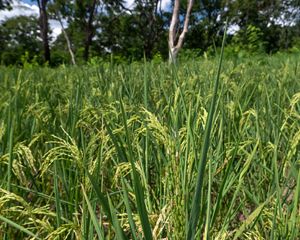 Plantação de arroz em sistema de cultivo chamado de roça-de-toco ou coivara - Terra Indígena São Marcos da etnia Xavante