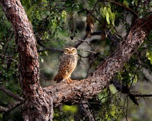 Por que o monitoramento do Cerrado feito pelo Inpe não deveria acabar